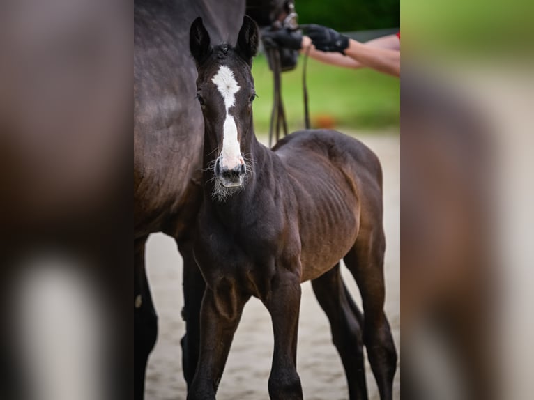 Cheval de sport suisse Étalon Poulain (05/2024) Peut devenir gris in Auswil