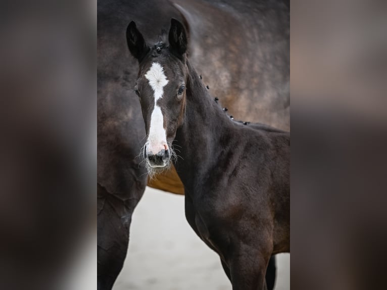 Cheval de sport suisse Étalon Poulain (05/2024) Peut devenir gris in Auswil