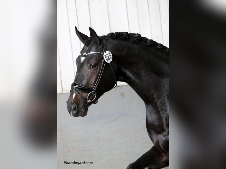 Cheval de sport suisse Hongre 10 Ans 168 cm Bai brun in Fehraltorf