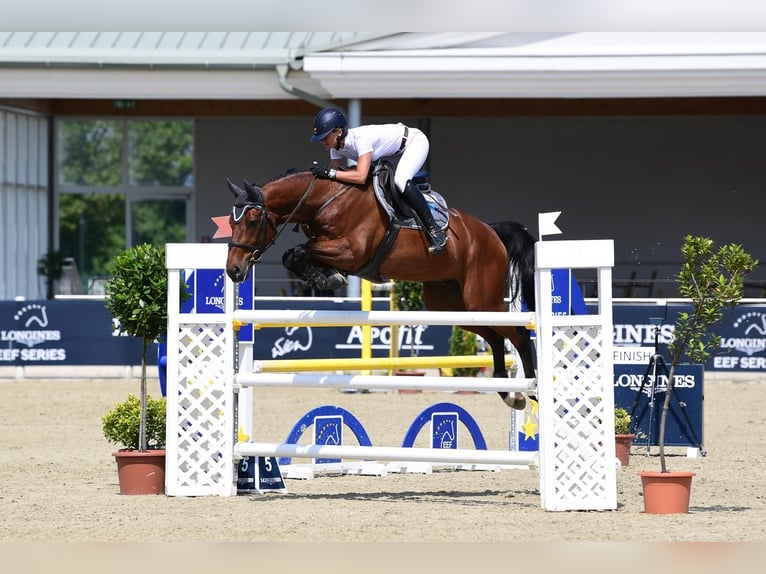 Cheval de sport suisse Hongre 10 Ans 168 cm Bai in Ersigen