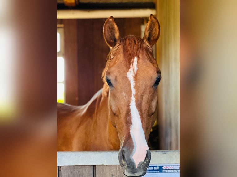 Cheval de sport suisse Hongre 10 Ans 170 cm Alezan brûlé in Forch