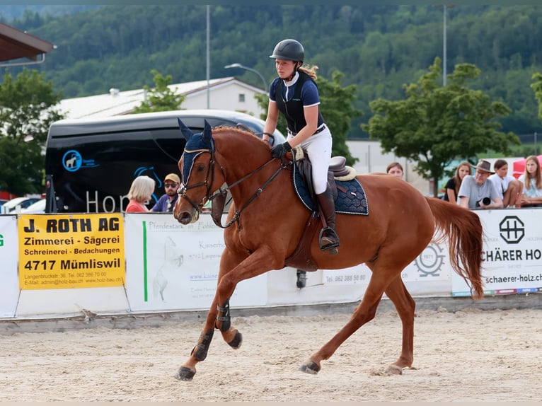 Cheval de sport suisse Hongre 10 Ans Alezan in Ettiswil