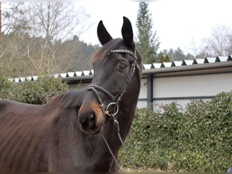 Cheval de sport suisse Hongre 11 Ans 176 cm Bai brun foncé in Sonnefeld