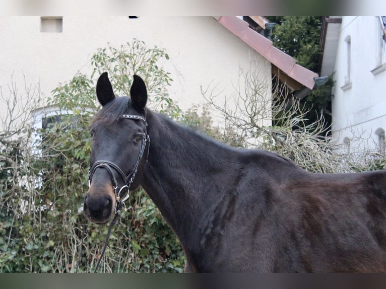 Cheval de sport suisse Hongre 11 Ans 176 cm Bai brun foncé in Sonnefeld