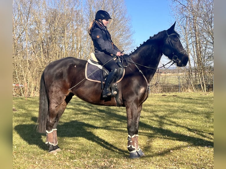 Cheval de sport suisse Hongre 11 Ans 176 cm Bai brun foncé in Sonnefeld