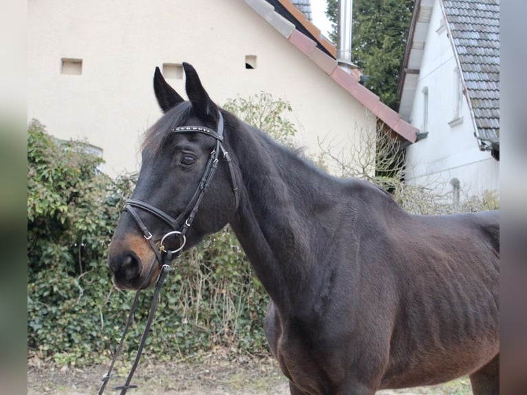 Cheval de sport suisse Hongre 11 Ans 176 cm Bai brun foncé in Sonnefeld