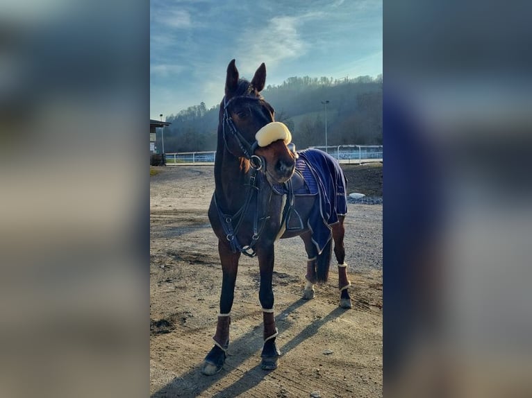 Cheval de sport suisse Hongre 12 Ans 165 cm Bai in Belp