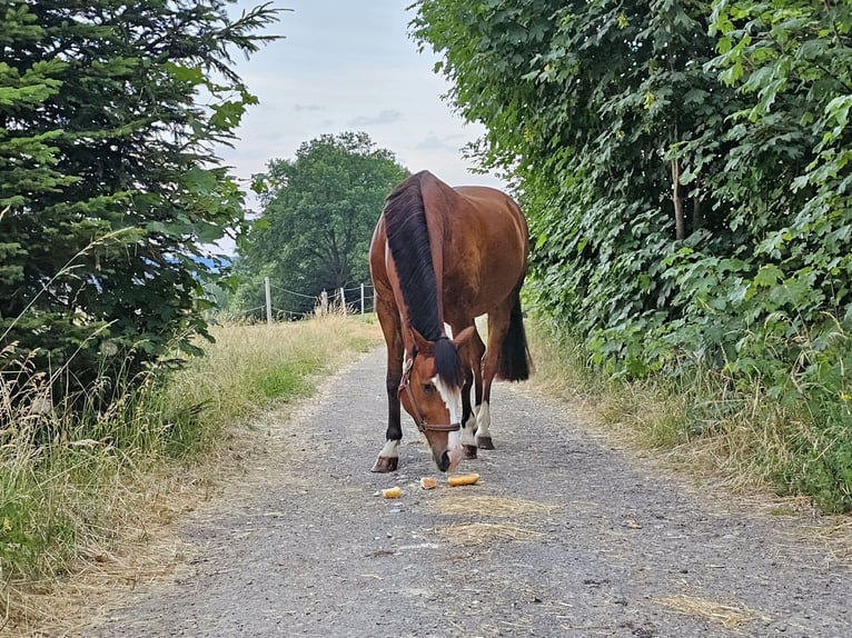 Cheval de sport suisse Hongre 12 Ans 167 cm Bai cerise in Bösingen