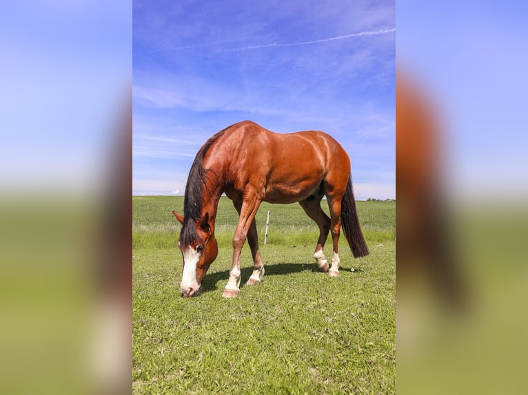 Cheval de sport suisse Hongre 12 Ans 167 cm Bai cerise in Bösingen