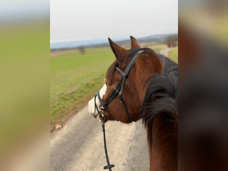 Cheval de sport suisse Hongre 12 Ans 167 cm Bai cerise in Bösingen