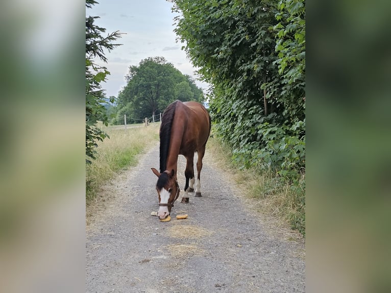 Cheval de sport suisse Hongre 12 Ans 167 cm Bai cerise in Bösingen