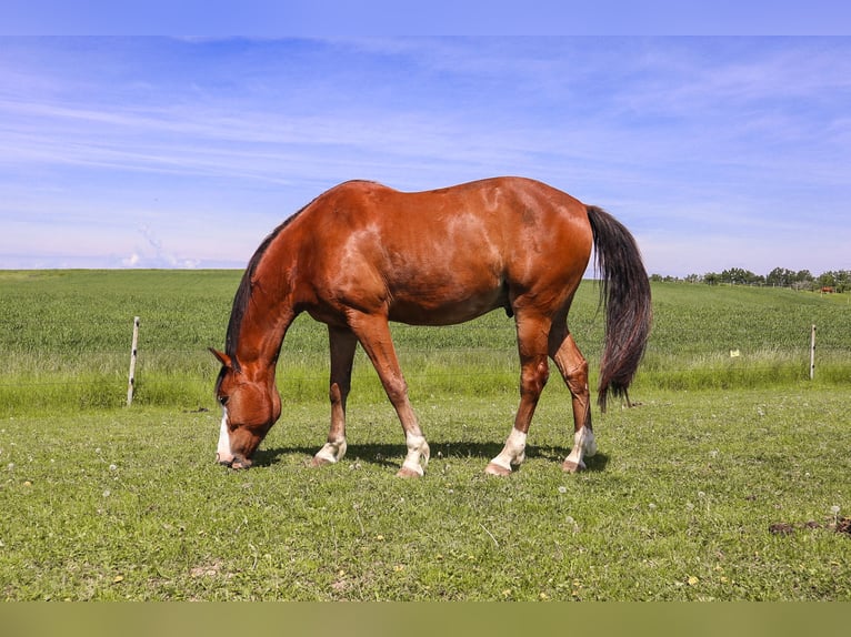 Cheval de sport suisse Hongre 12 Ans 167 cm Bai cerise in Bösingen