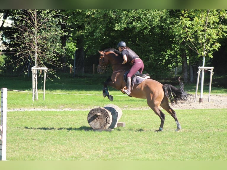 Cheval de sport suisse Hongre 12 Ans 172 cm Bai in Säriswil