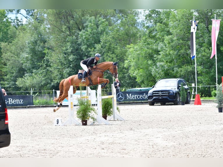 Cheval de sport suisse Hongre 12 Ans Alezan in Sax