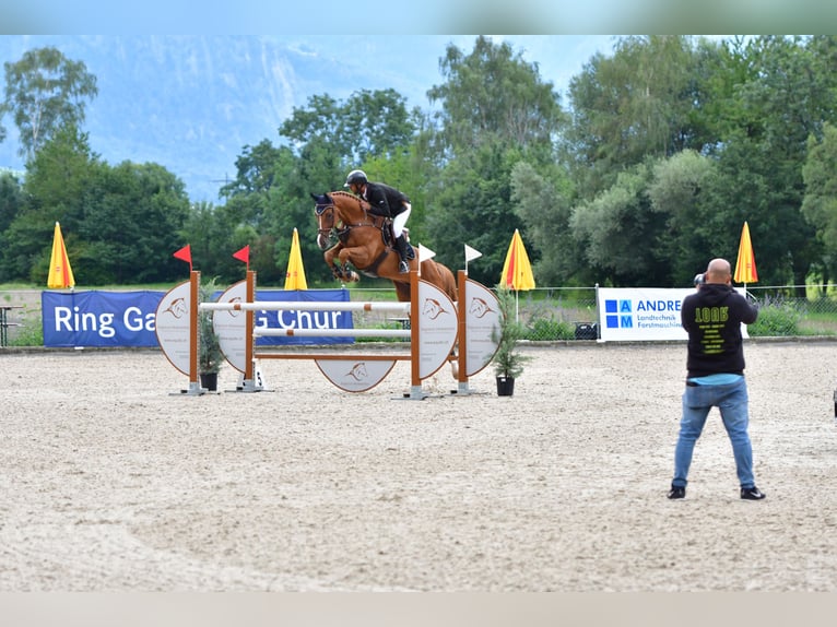 Cheval de sport suisse Hongre 12 Ans Alezan in Sax