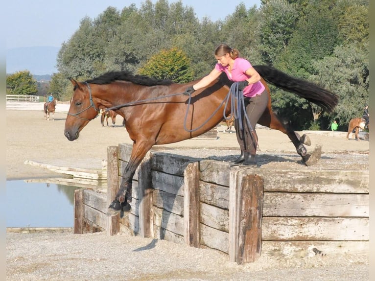 Cheval de sport suisse Hongre 13 Ans 162 cm Bai in M&#xFC;nsingen