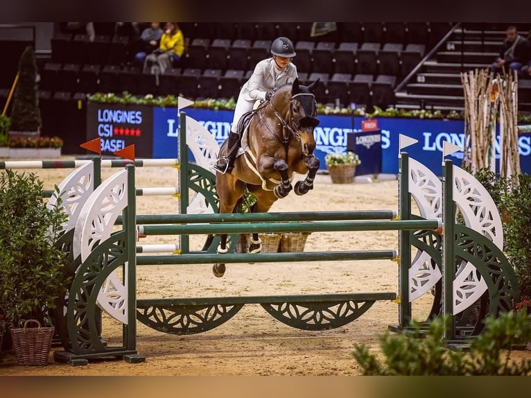 Cheval de sport suisse Hongre 13 Ans 175 cm Bai brun in Möhlin