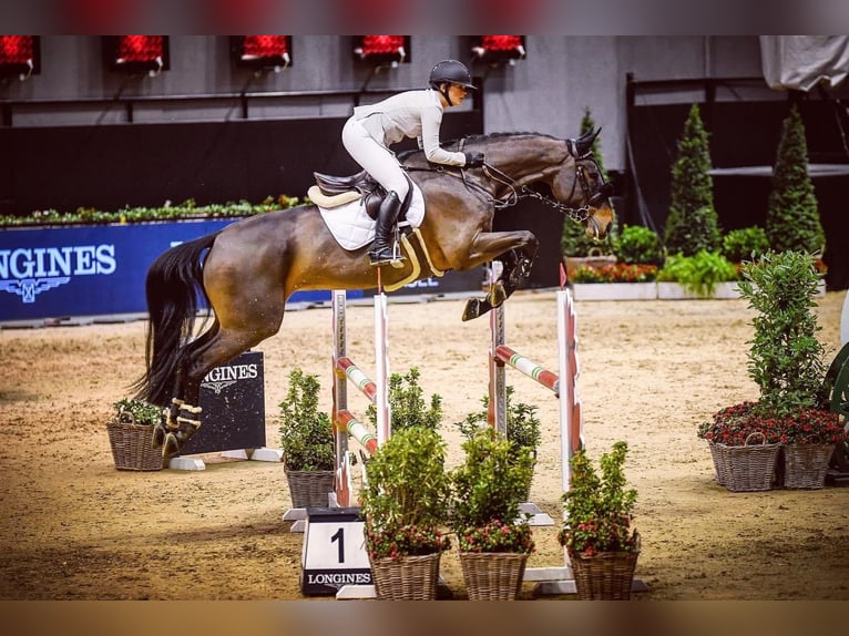 Cheval de sport suisse Hongre 13 Ans 175 cm Bai brun in Möhlin