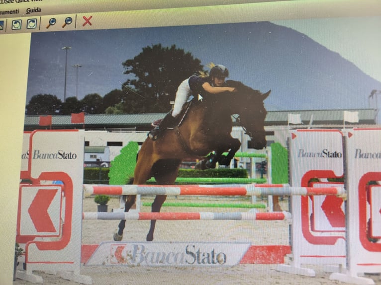 Cheval de sport suisse Hongre 14 Ans 164 cm Bai in S. Antonino