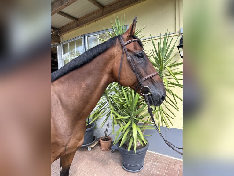 Cheval de sport suisse Hongre 14 Ans 171 cm Bai in Kühnsdorf