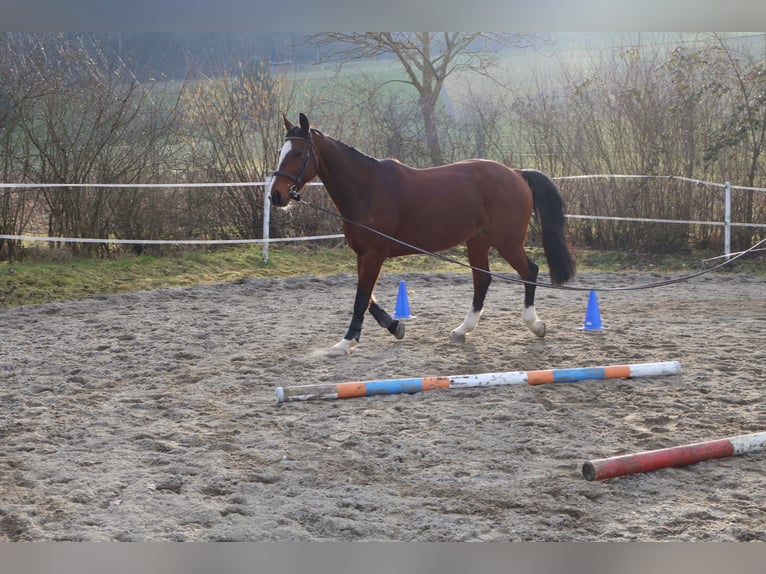 Cheval de sport suisse Hongre 15 Ans 167 cm Bai in Wilihof