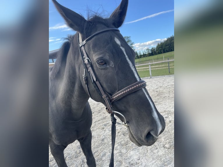 Cheval de sport suisse Hongre 15 Ans 178 cm Bai brun in Schalunen