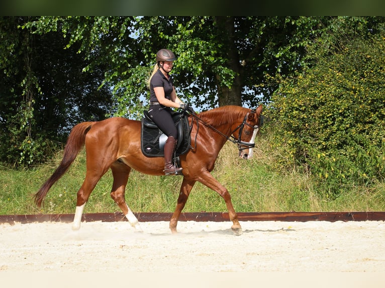 Cheval de sport suisse Hongre 18 Ans 164 cm Alezan in Lamstedt