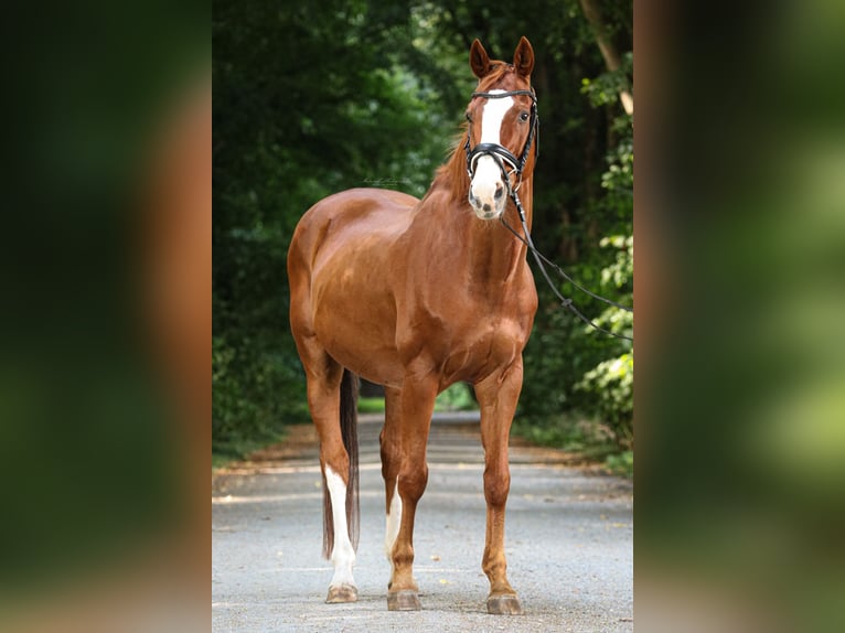 Cheval de sport suisse Hongre 18 Ans 164 cm Alezan in Lamstedt