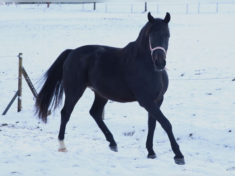 Cheval de sport suisse Hongre 3 Ans 160 cm Bai brun foncé in Schwarzenbach
