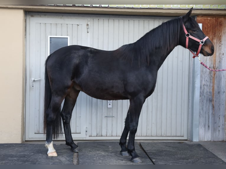 Cheval de sport suisse Hongre 3 Ans 160 cm Bai brun foncé in Schwarzenbach