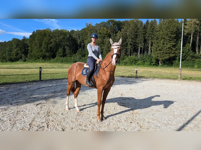 Cheval de sport suisse Hongre 3 Ans 170 cm Alezan in Hedingen