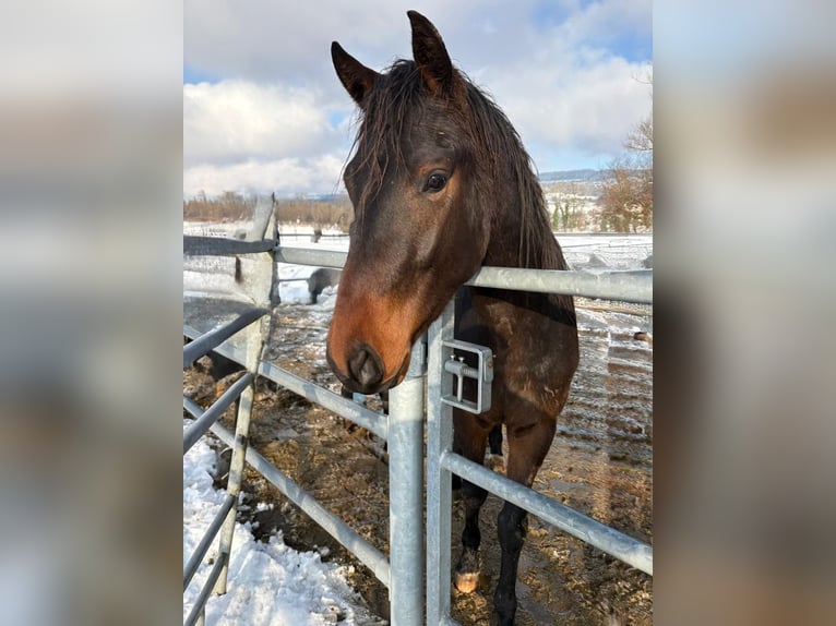 Cheval de sport suisse Hongre 3 Ans Bai brun in Eich