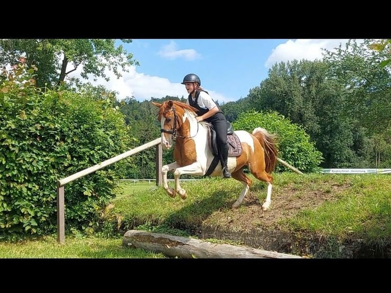 Cheval de sport suisse Hongre 4 Ans 146 cm Pinto in Hirschthal