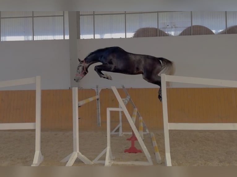 Cheval de sport suisse Hongre 4 Ans 166 cm Gris in GŁUBCZYN