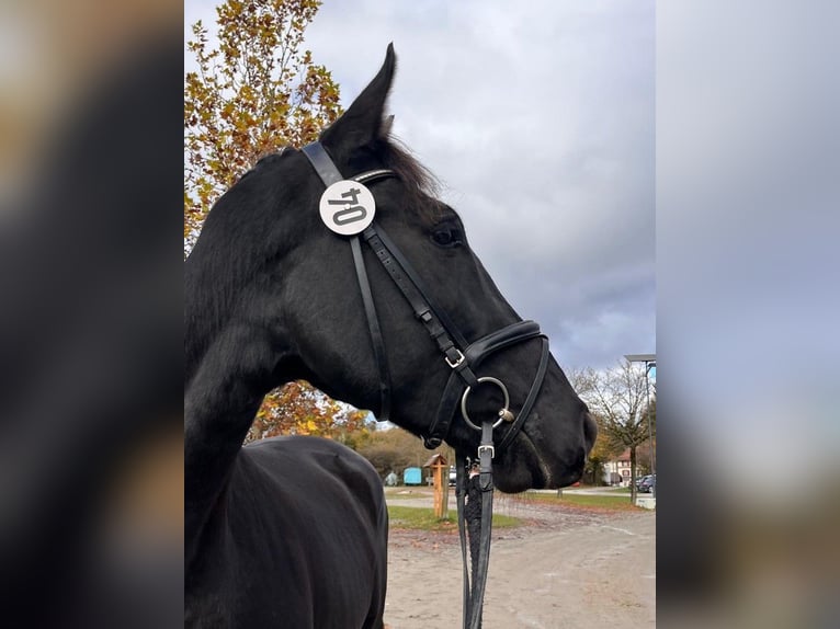 Cheval de sport suisse Hongre 4 Ans 171 cm Bai brun in SchwarzenburgSchwarzenburg