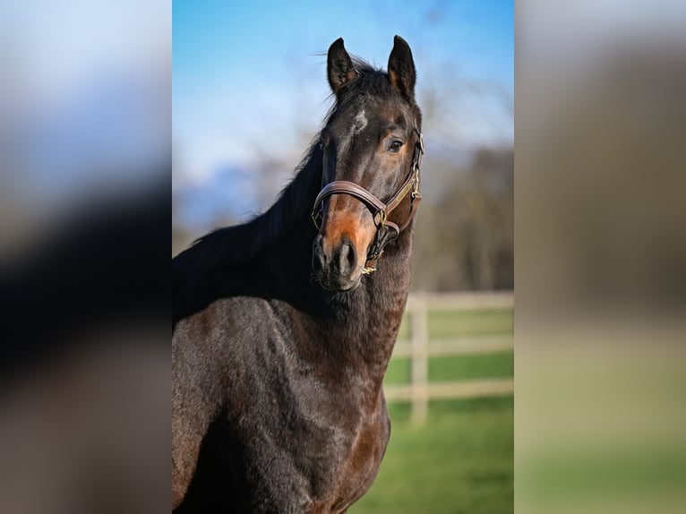 Cheval de sport suisse Hongre 4 Ans 173 cm Bai brun in Rothenburg