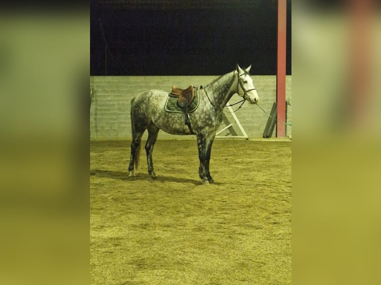 Cheval de sport suisse Hongre 5 Ans 165 cm Gris in S. Antonino