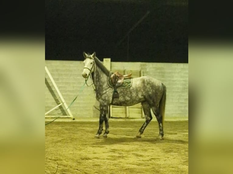 Cheval de sport suisse Hongre 5 Ans 165 cm Gris in S. Antonino