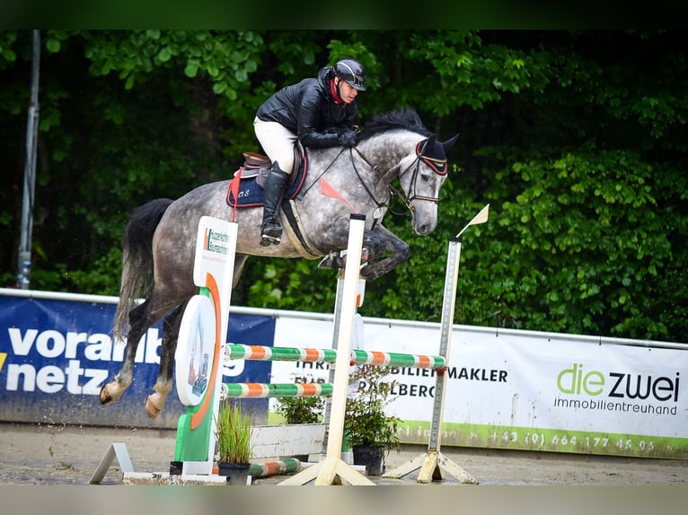 Cheval de sport suisse Hongre 5 Ans 174 cm Gris pommelé in Dettighofen