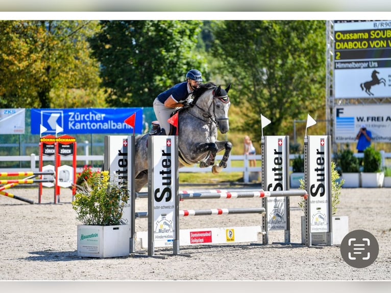 Cheval de sport suisse Hongre 5 Ans 174 cm Gris pommelé in Dettighofen