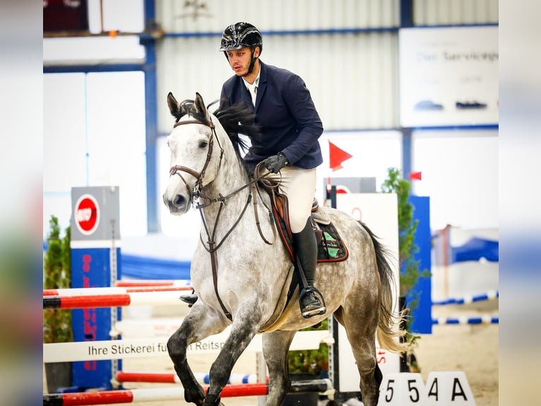 Cheval de sport suisse Hongre 5 Ans 174 cm Gris pommelé in Dettighofen