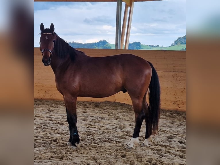 Cheval de sport suisse Hongre 5 Ans 175 cm Bai in Rohrbachgraben