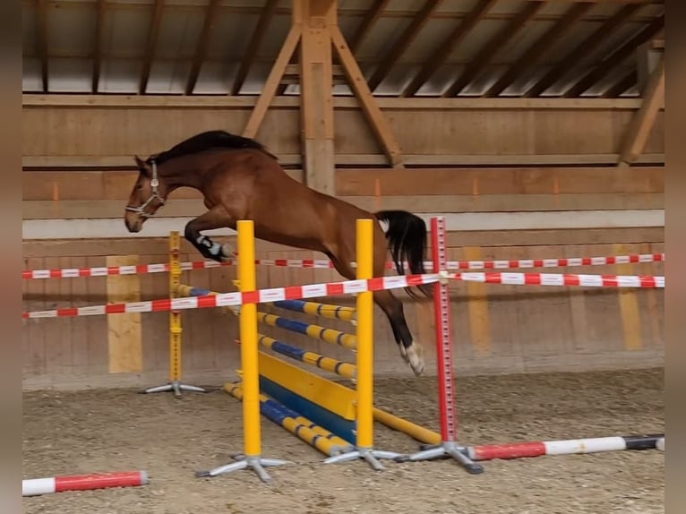 Cheval de sport suisse Hongre 5 Ans 175 cm Bai in Rohrbachgraben