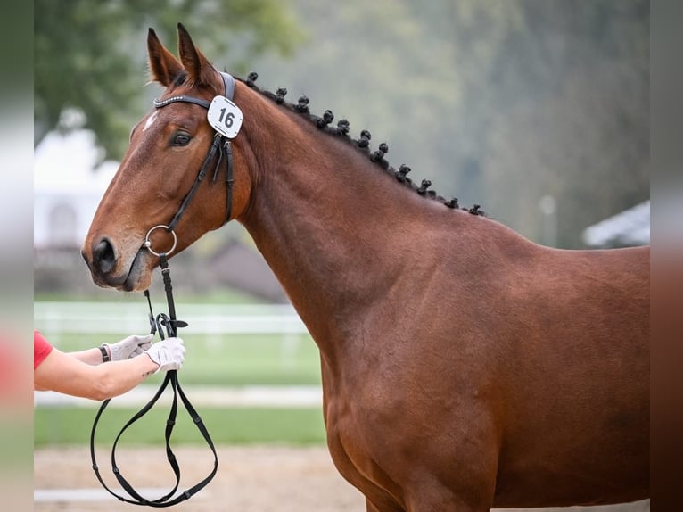 Cheval de sport suisse Hongre 5 Ans 175 cm Bai in Rohrbachgraben
