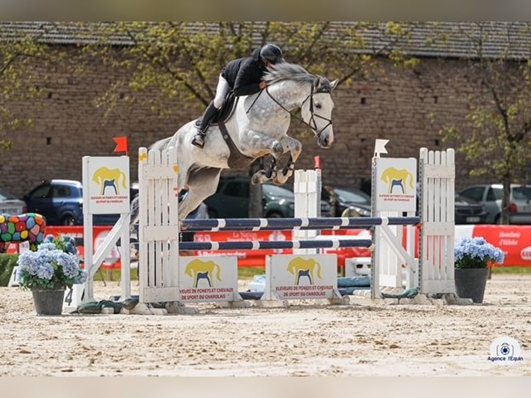 Cheval de sport suisse Hongre 5 Ans 176 cm Gris in Bern