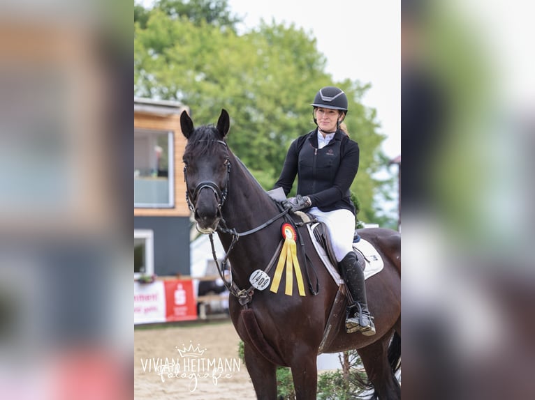 Cheval de sport suisse Hongre 5 Ans 176 cm Noir in Menden