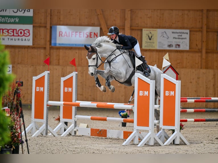 Cheval de sport suisse Hongre 5 Ans Gris in Oberriet SG