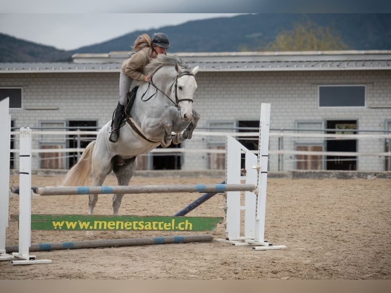 Cheval de sport suisse Hongre 5 Ans Gris in Oberriet SG