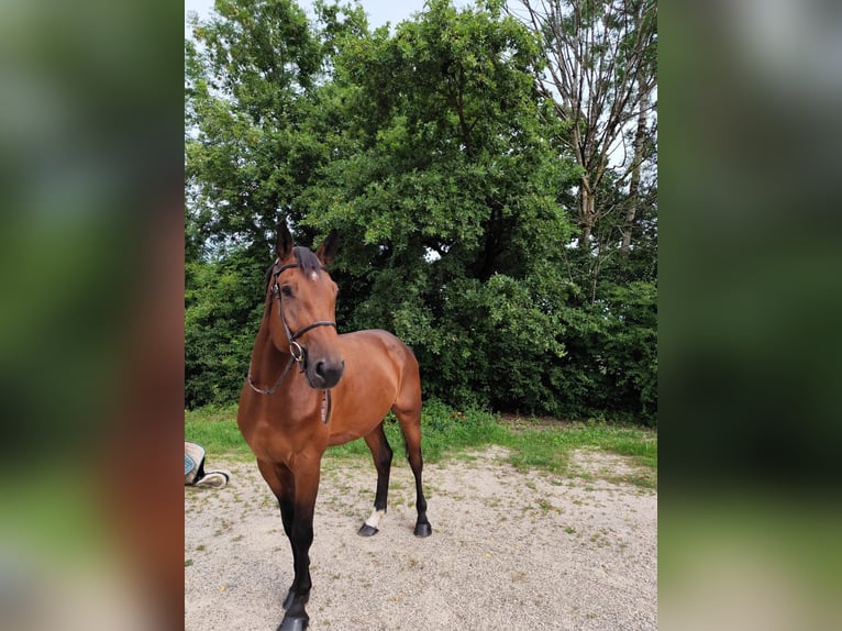Cheval de sport suisse Hongre 6 Ans 175 cm Bai in Wolschwiller