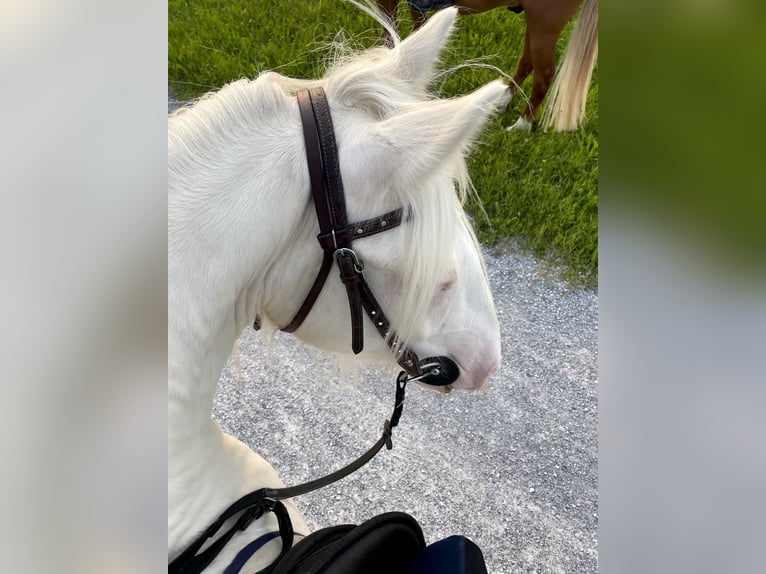 Cheval de sport suisse Croisé Hongre 7 Ans 140 cm Cremello in Niederhasli